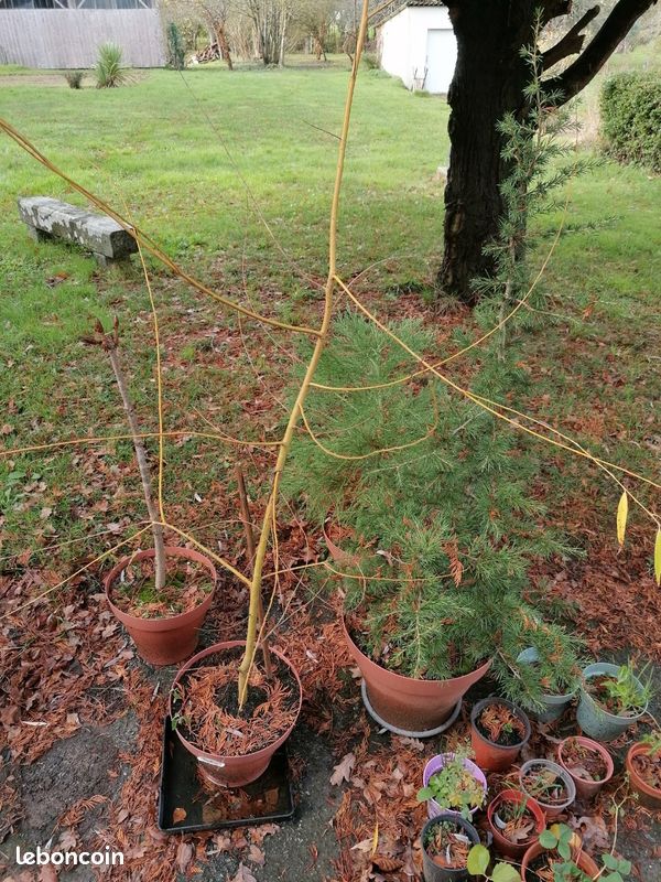 Arbres prts planter: saule pleureur, marronnier, cdre - Jardin & Plantes