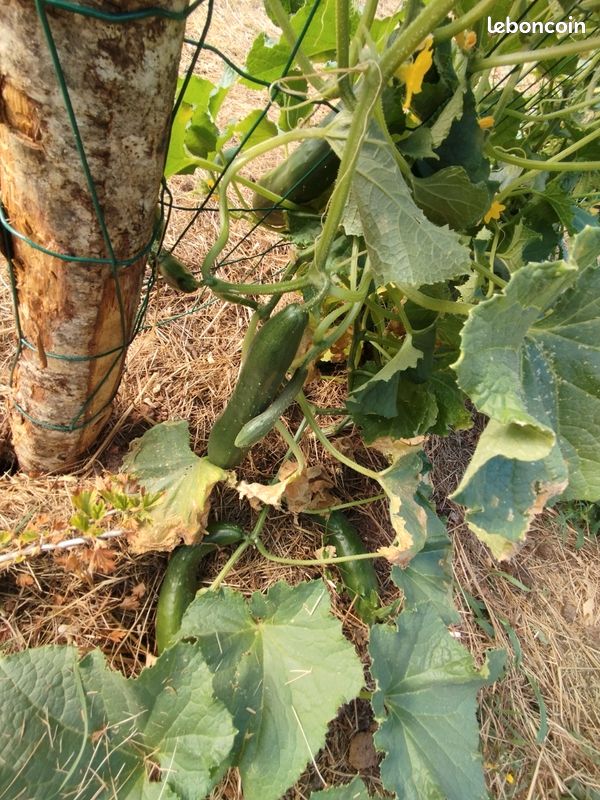 Vends légumes jardin potager permaculture : Tomates Courgettes Concombres Blettes Poivrons Piments etc (image 19)