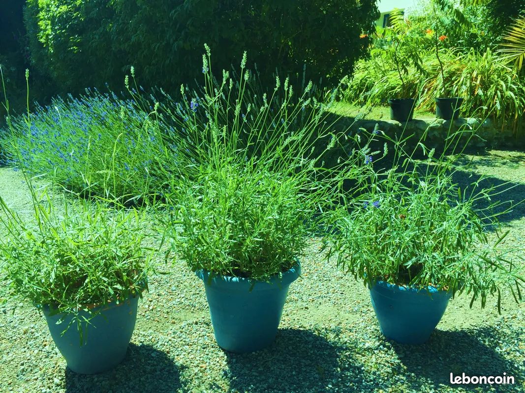 Jardin OU TERRASSE LOT 3 GROS PIEDS DE VRAIE LAVANDE BLEUE DE PROVENCE EN POT BLEUS DE 12 LITRES & A PRENDRE SUR PLACE (image 1)