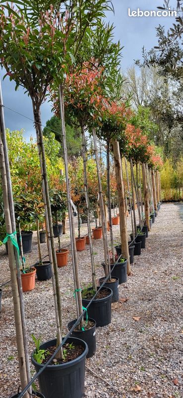 Trs beaux photinia tige 300cm - Jardin & Plantes