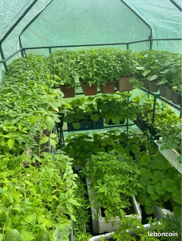 Plants de légumes et fruits variétés (image 1)