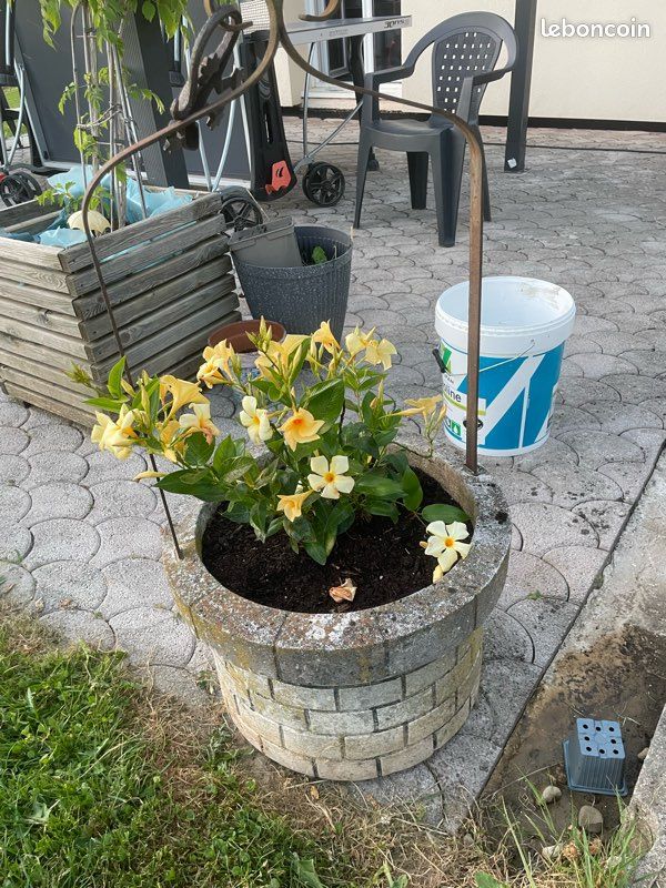 Puits plante (image 2)