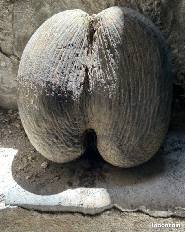 Coco fesse (image 1)