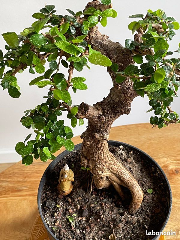 Bonsai Premna de Montagne [RESERVE] (image 5)