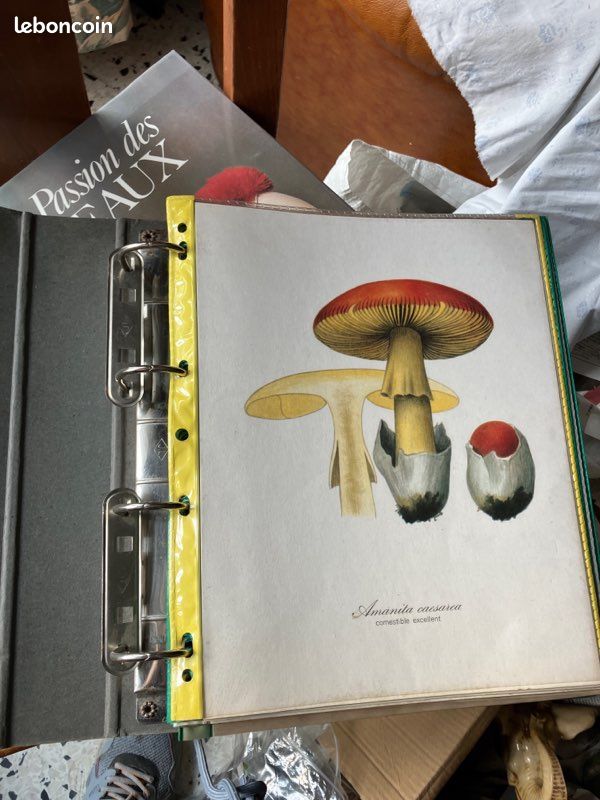 40 gravures A4 représentant des champignons (image 1)