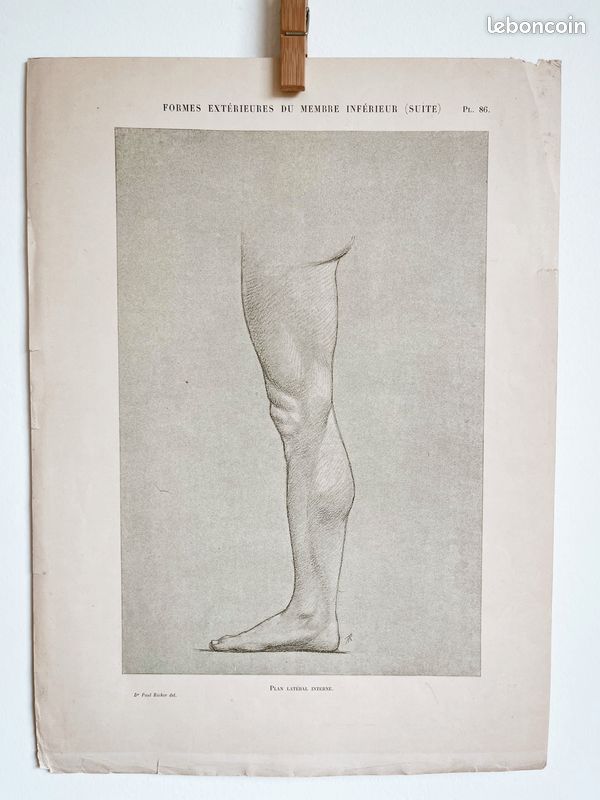 Formes extérieures Jambe #4 - Gravure ancienne originale d'anatomie - Dr.Richer (1890) - PL 86 (image 1)