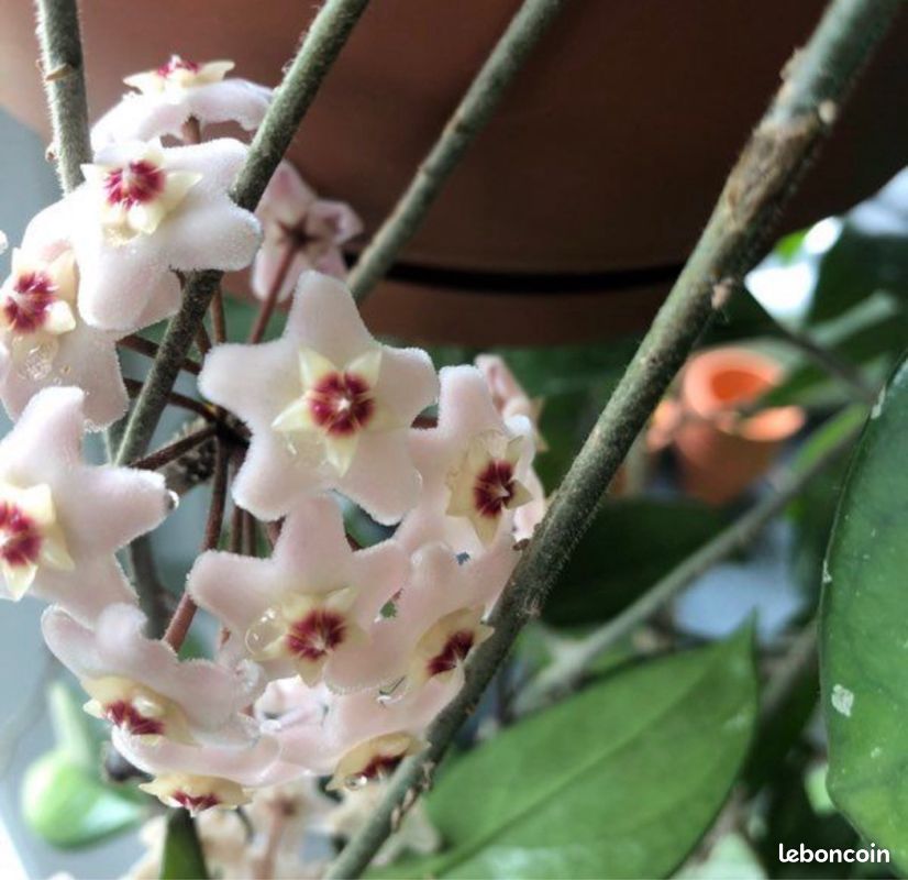 Hoya Carnosa (image 1)
