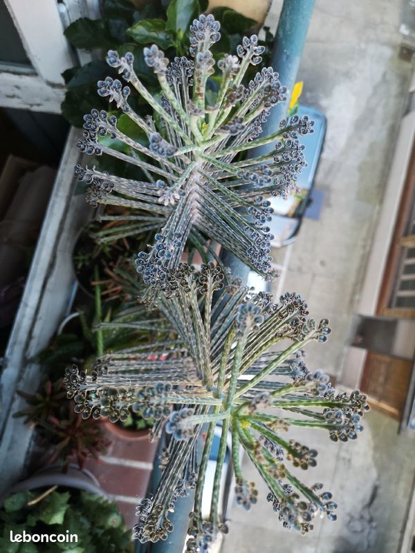 Bébé kalanchoe tubiflora ( plante grasse) à vendre (image 2)