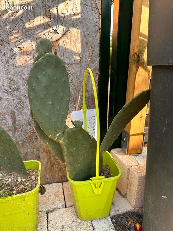 Cactus opuntia sans pine - Jardin & Plantes