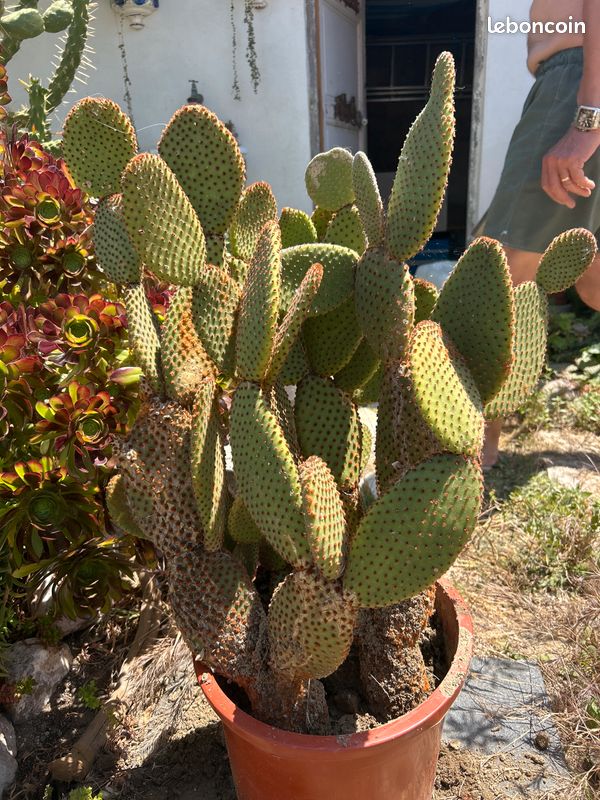 Cactus, plante grasse Opuntia microdasys rubra à raquettes OU cactus oreilles de lapin (image 1)