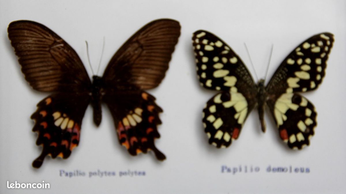 Vitrine 6 papillons asiatiques, excellent état - Collection