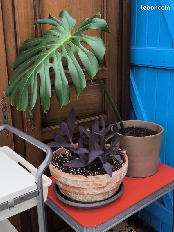 lamps for growing plants Bionic Grow Light