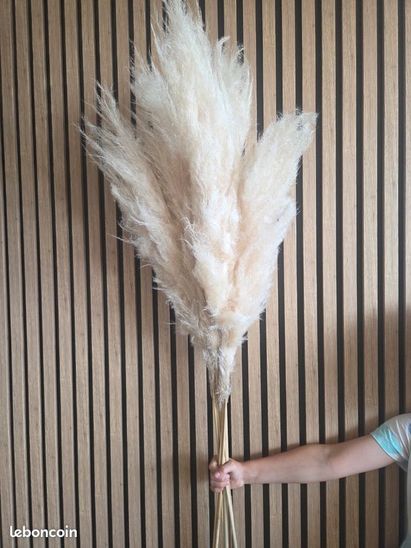 Pampas (image 4)