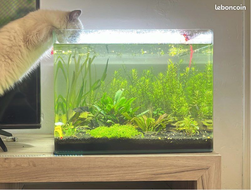 Aquarium 55l (image 1)