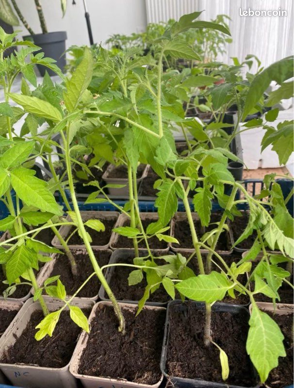 Plants de légumes et fruits variétés (image 2)