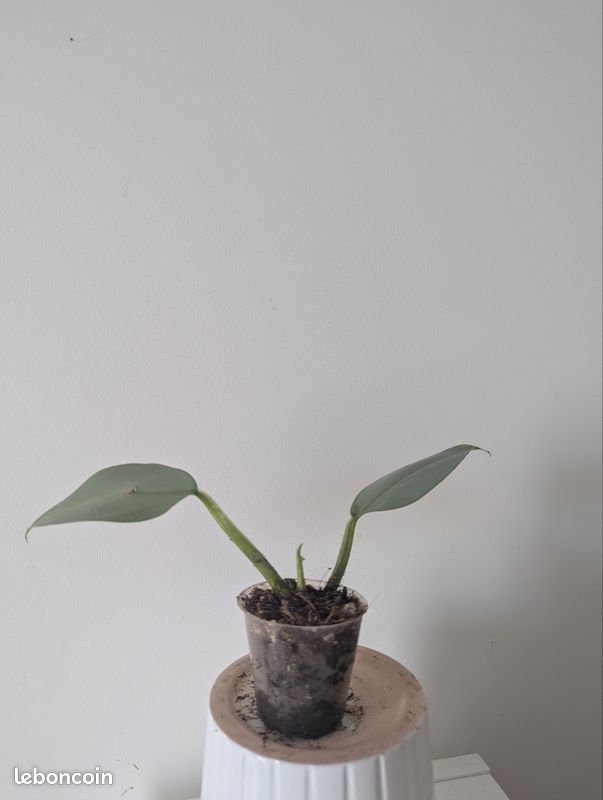 Philodendron hastatum (image 1)