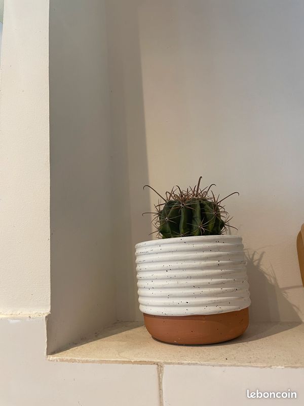 Cactus (image 1)