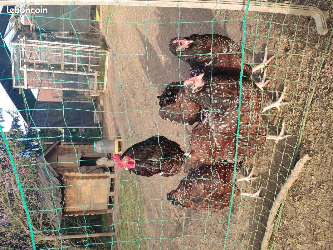 Trio Sussex tricolore (image 1)