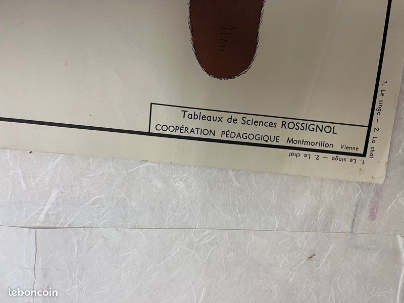 Affiche scolaire pédagogique rossignol | Selency