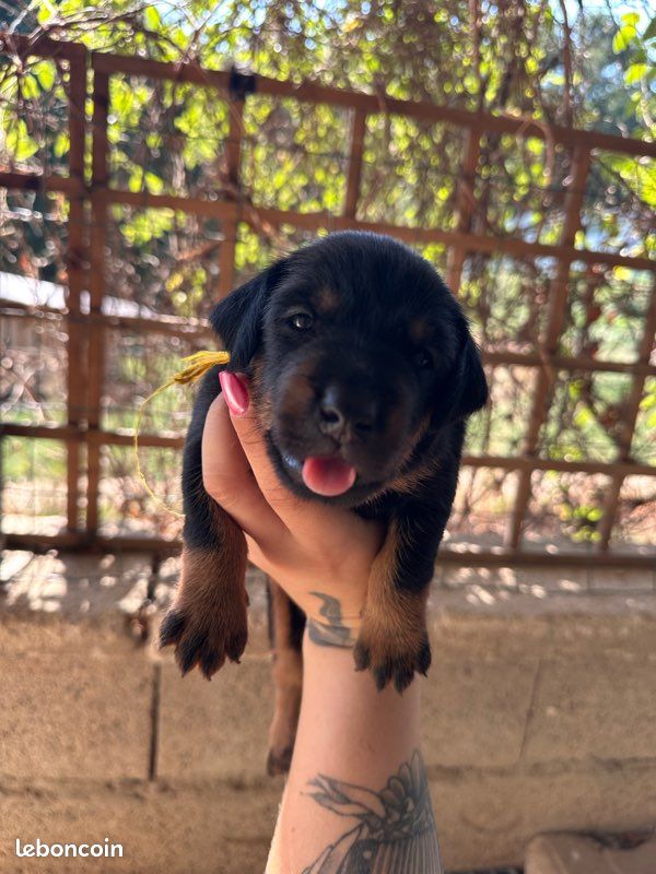 Chiots Jagd Terrier LOF (image 4)