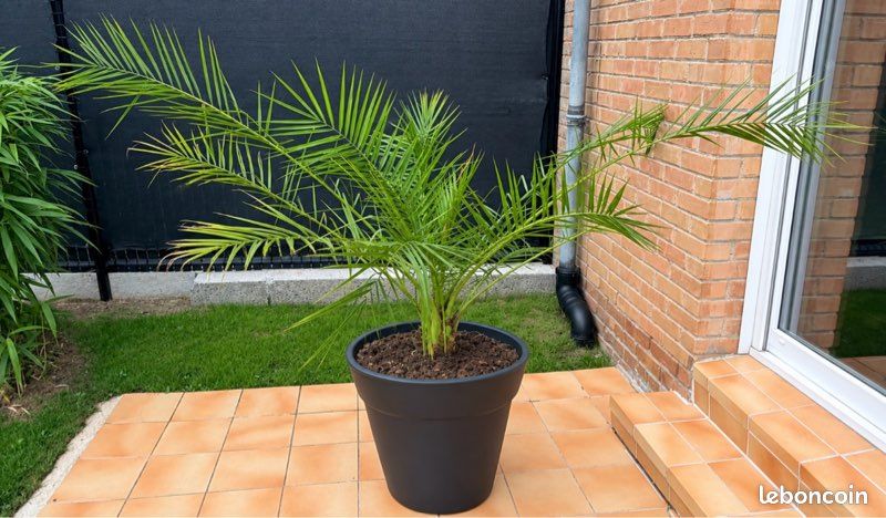 Grand palmier phœnix ext 160 cm avec son pot en parfait état de santé (image 1)