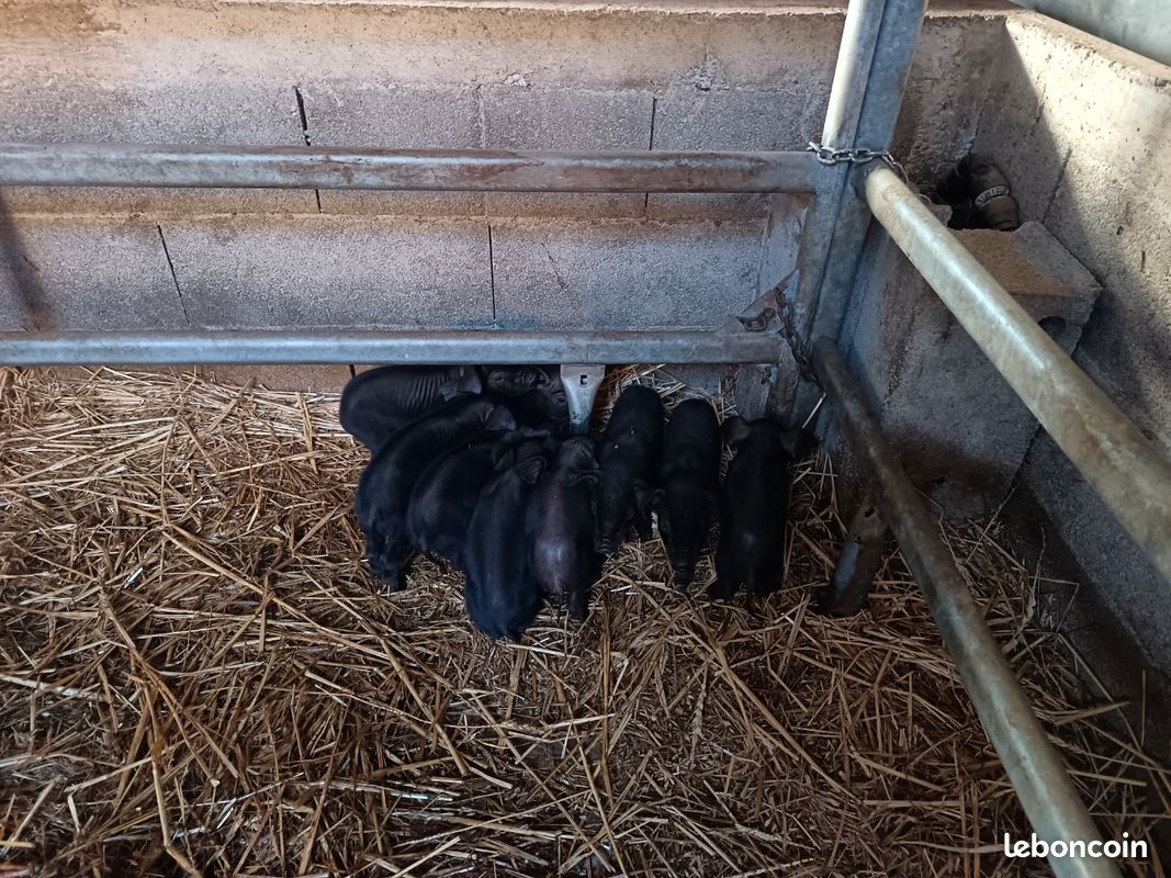 Porcelets porc gascons duroc (image 3)