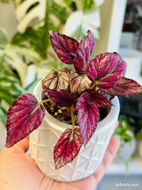 Plante d’intérieur : Begonia rex Hugh McLaughlin (image 5)