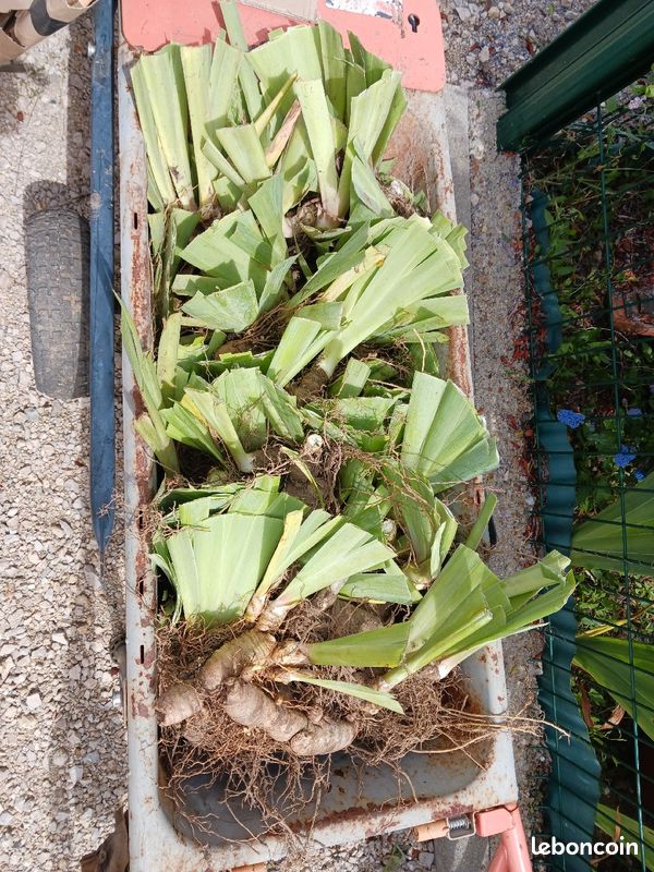 Iris (image 1)