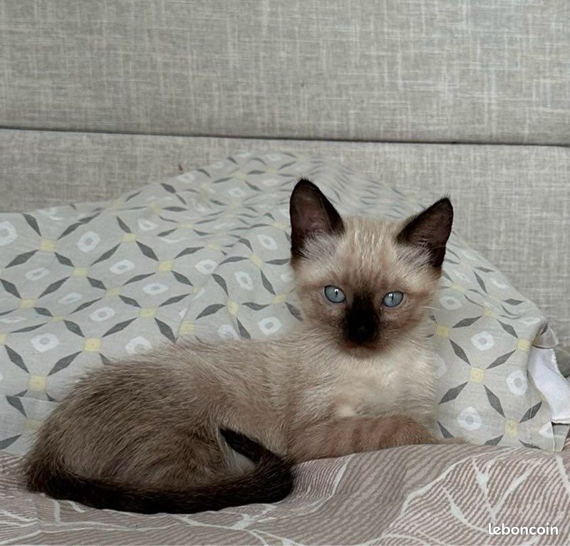 Chaton siamois (image 3)