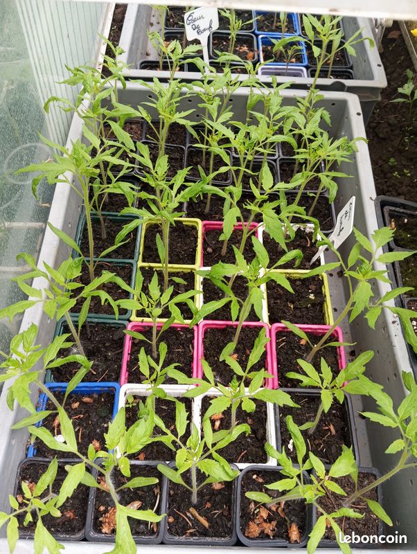 Pied de tomates cerises, tomates coeur de boeuf,noire russe (image 1)