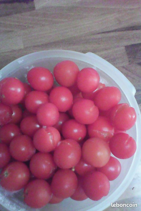 Graines tomate petits moineaux (image 1)