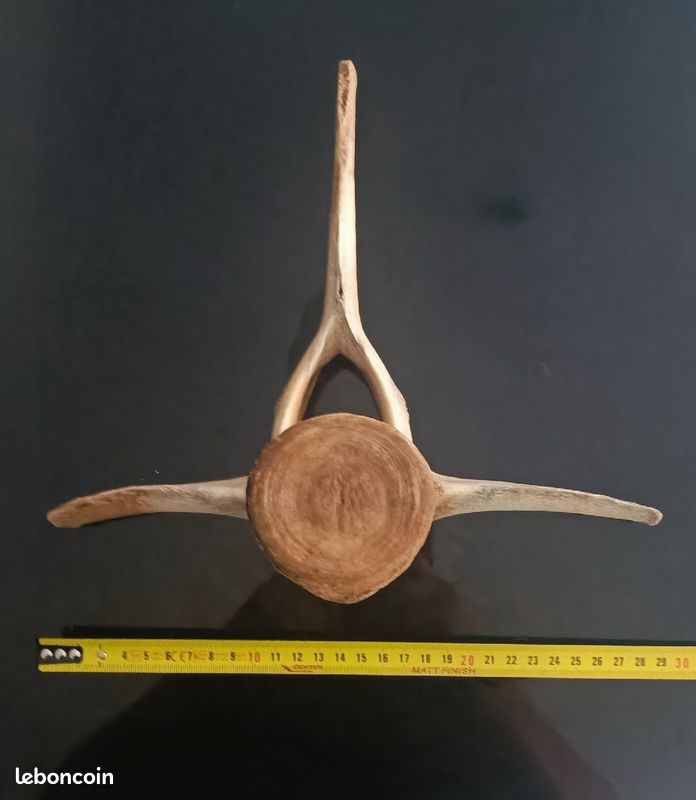 Os de balaino (image 1)