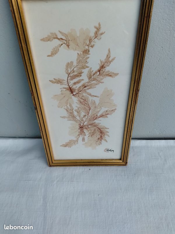 Tableau herbier marin d algues marines naturelles et séchées (image 2)