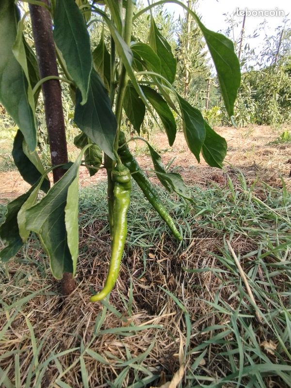 Vends légumes jardin potager permaculture : Tomates Courgettes Concombres Blettes Poivrons Piments etc (image 16)