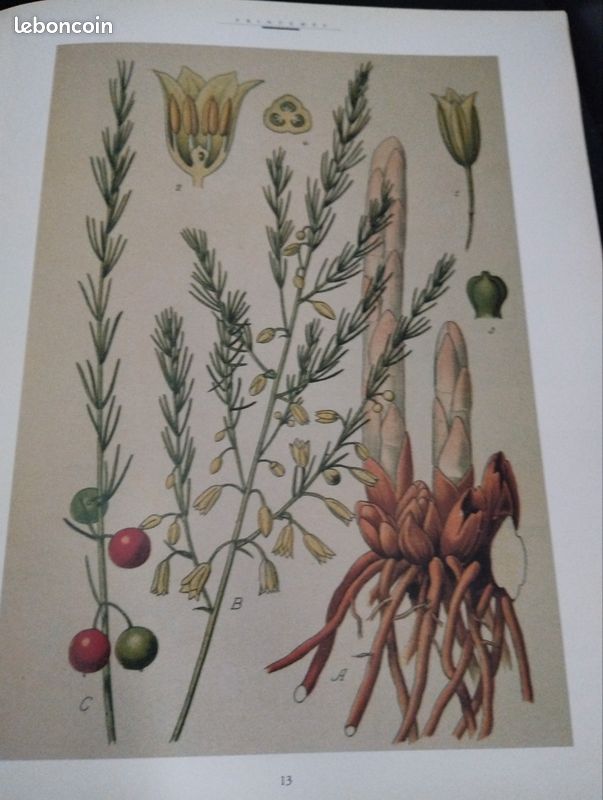 Les dimanches de Joël Robuchon (image 4)