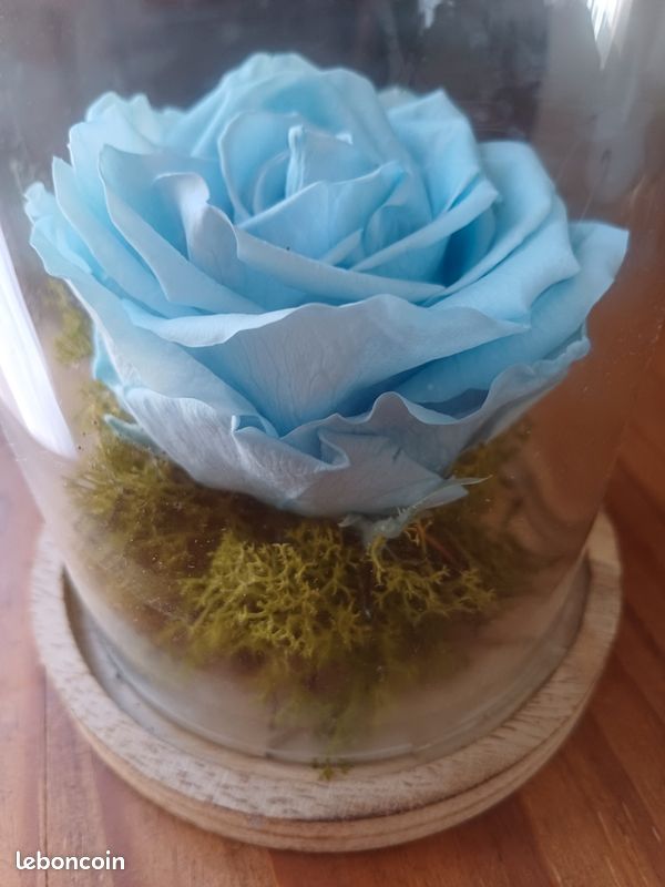 Rose éternelle (image 3)