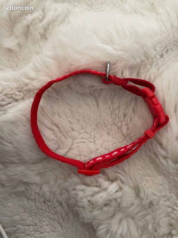 Collier chat / petit chien (image 1)