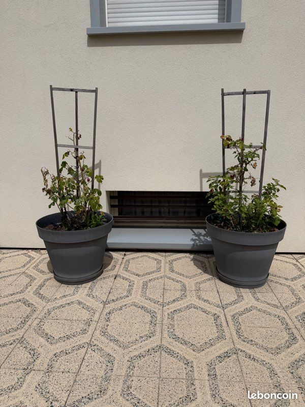 Lot de 2 rosiers (image 1)
