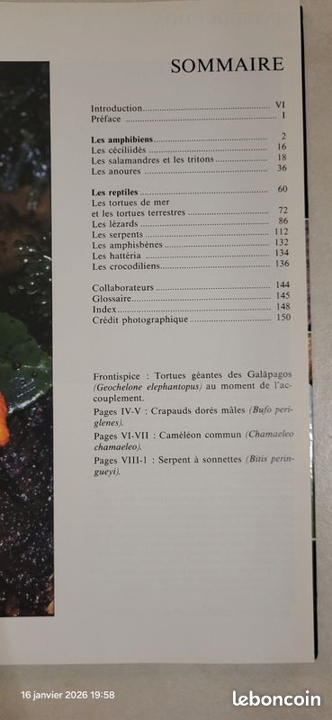 Les amphibiens et les reptiles (image 2)