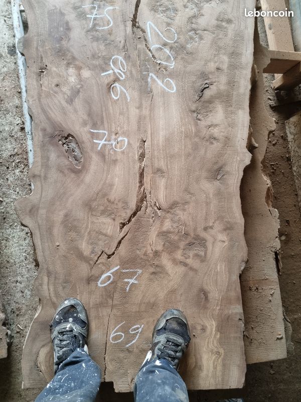 Planche orme galeux ou ormeau (image 3)