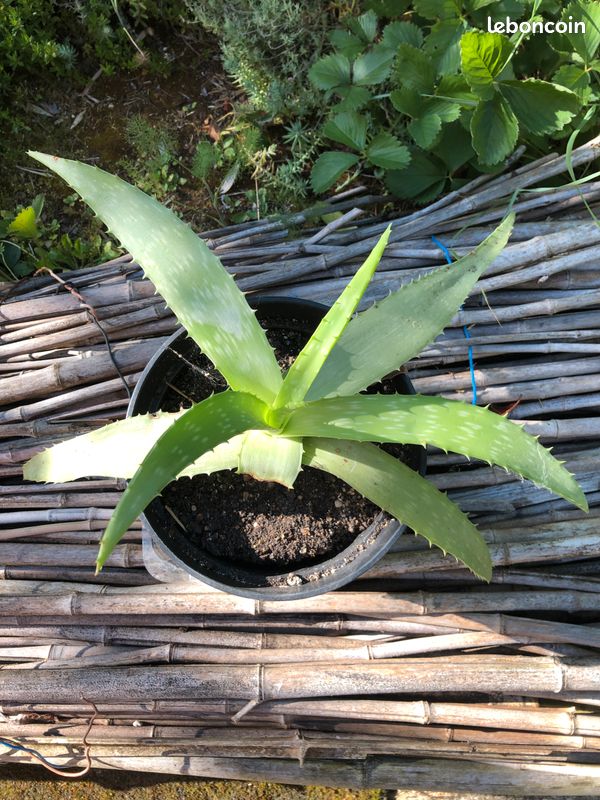 nature aloe vera gel for face Aloe Vera Gel main image 0