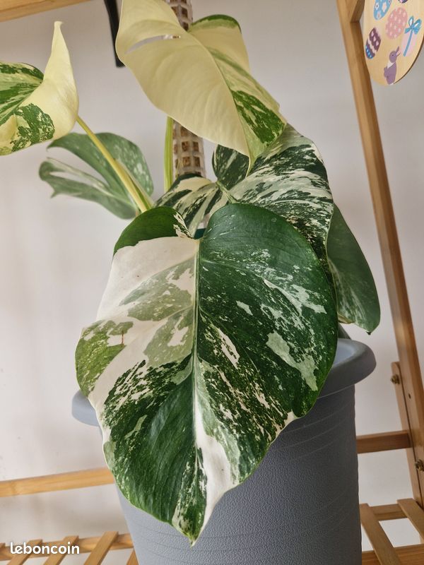 Plante monstera variegata (image 3)