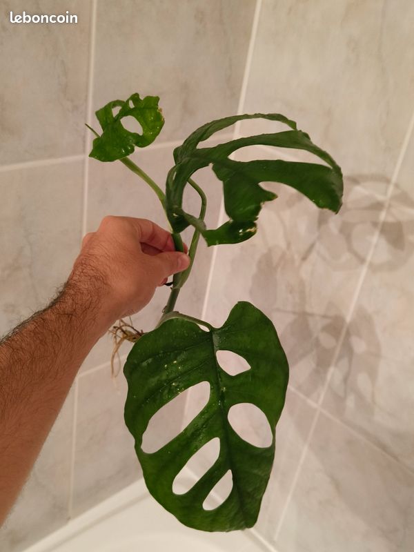 rankhilfe monstera Moosstab Rankhilfe Sisal kaufen main image 1