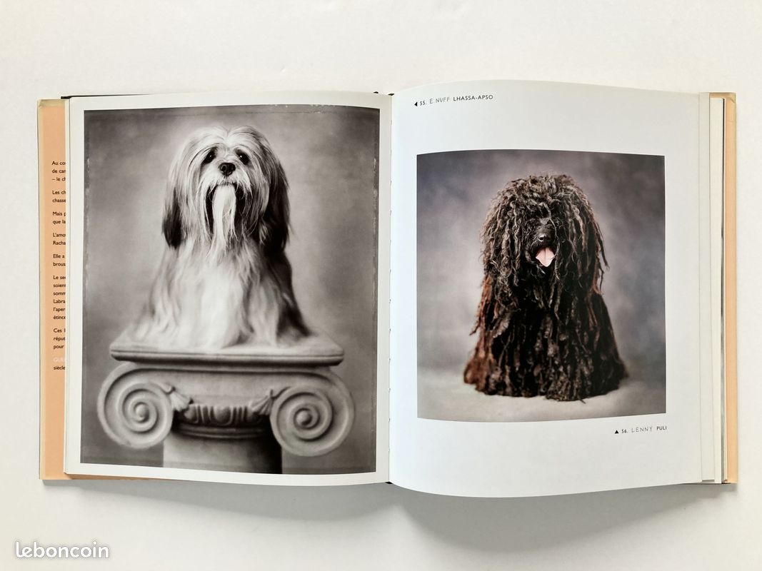 Gueules de chiens (image 4)