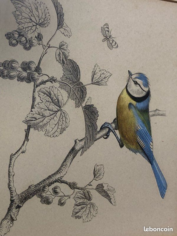 Gravure ancienne - Mésange bleue - Grande mésange - Buffon - 1853 (Sans reliure) (image 5)