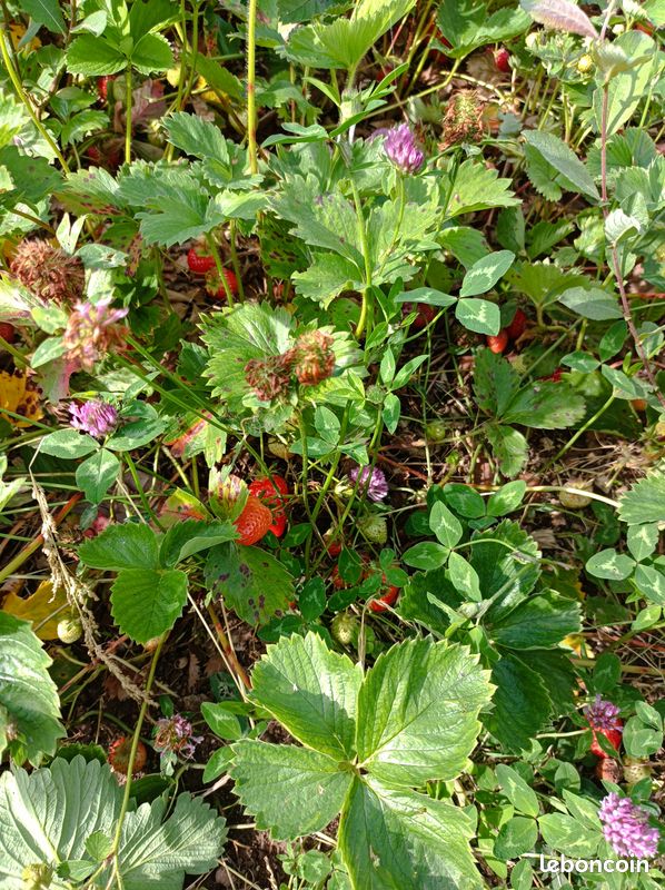 Surplus fraises (image 2)