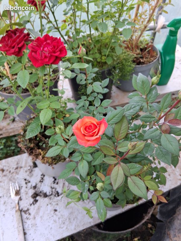 Rosier (image 3)
