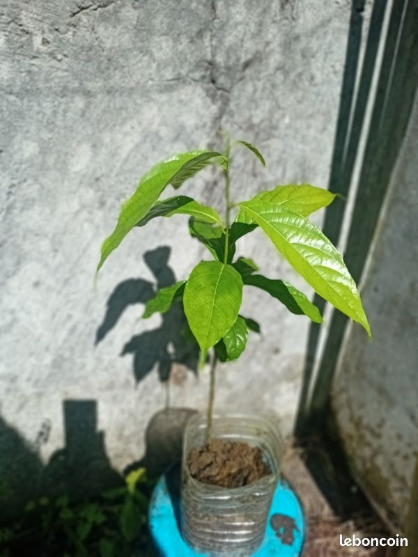 Arbres fruitiers (image 7)