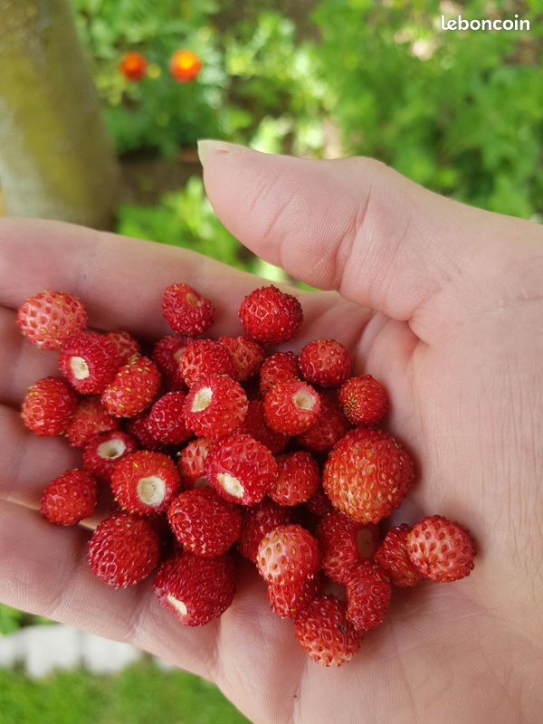 Plants de fraises des bois 4/3 (image 4)