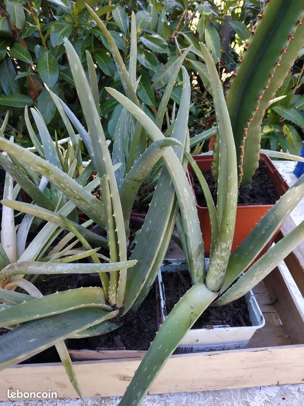 Plants Aloé Vera, cactus vente ou echange (image 10)